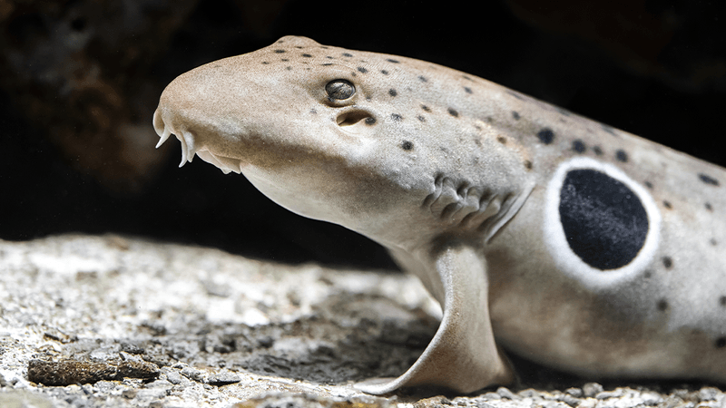 Grey shark on the sea floor looking to the left. Resting on its fins in a similar manner to how someone would rest on their elbows.