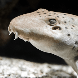 Grey shark on the sea floor looking to the left. Resting on its fins in a similar manner to how someone would rest on their elbows.