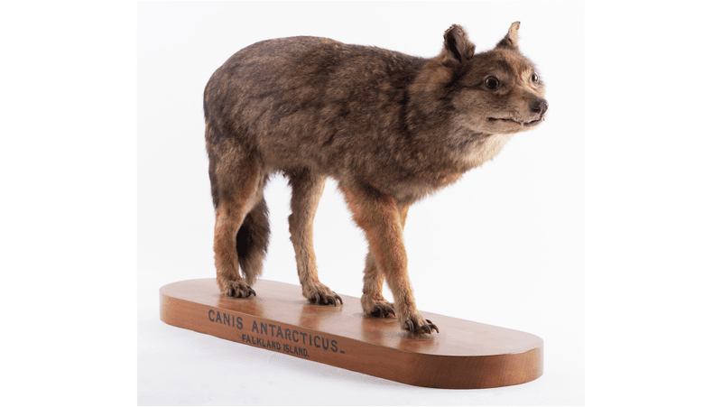 Warrah or Falkland Island wolf (Dusicyon australis); the specimen held at Otago Museum