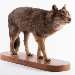 Warrah or Falkland Island wolf (Dusicyon australis); the specimen held at Otago Museum