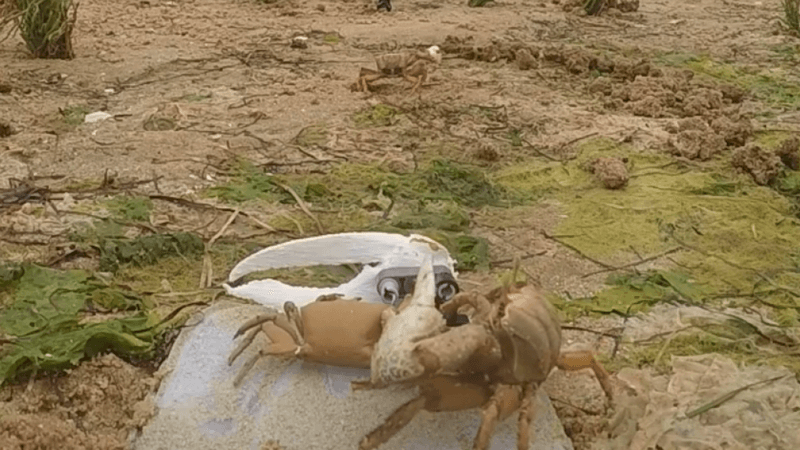 a waving robot fiddler crab getting dismantled by a real fiddler crab