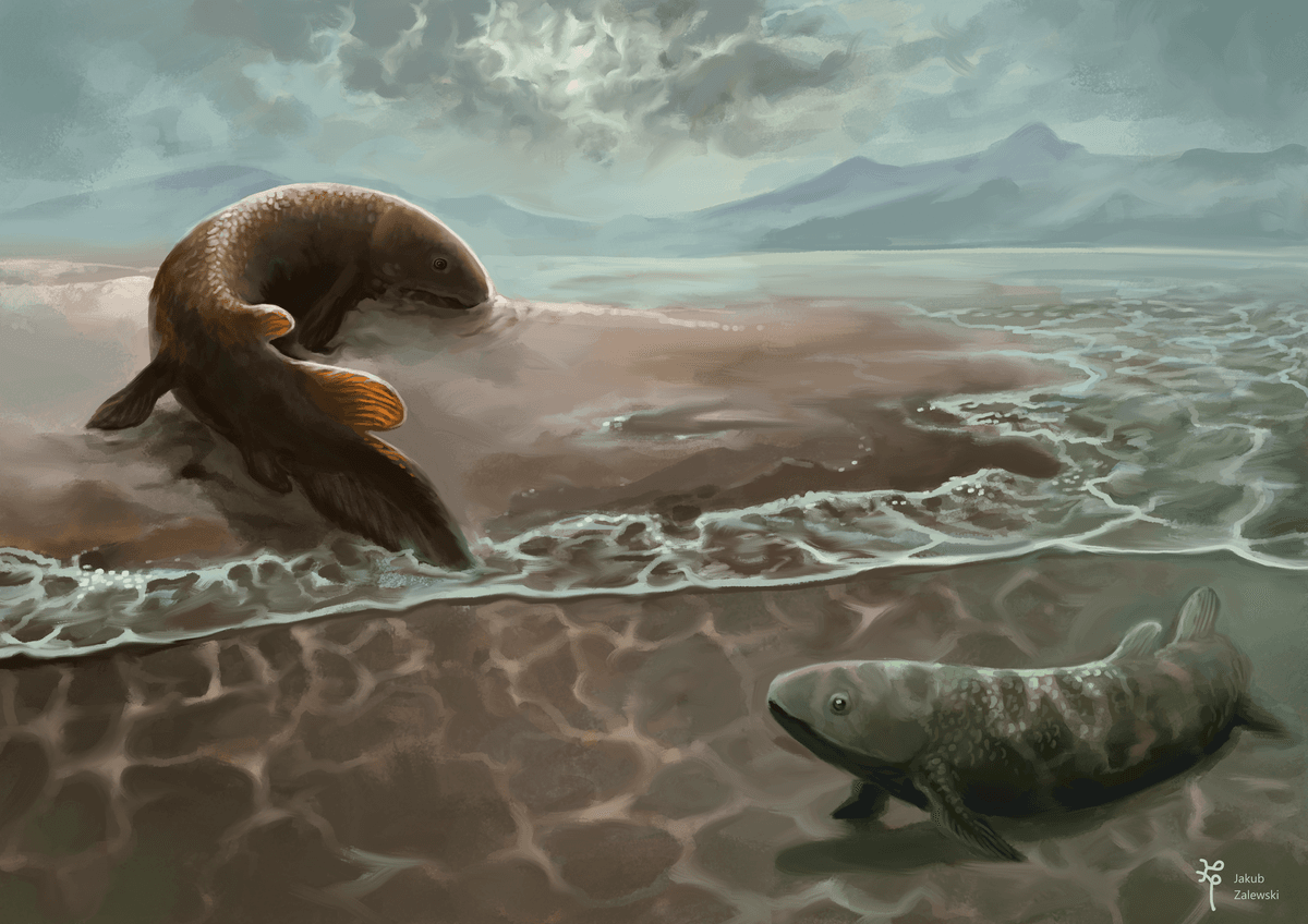 An early explorer of the land Reptanichnus acutori watched cautiously by Broomichnium ujazdensis still sticking to the water.