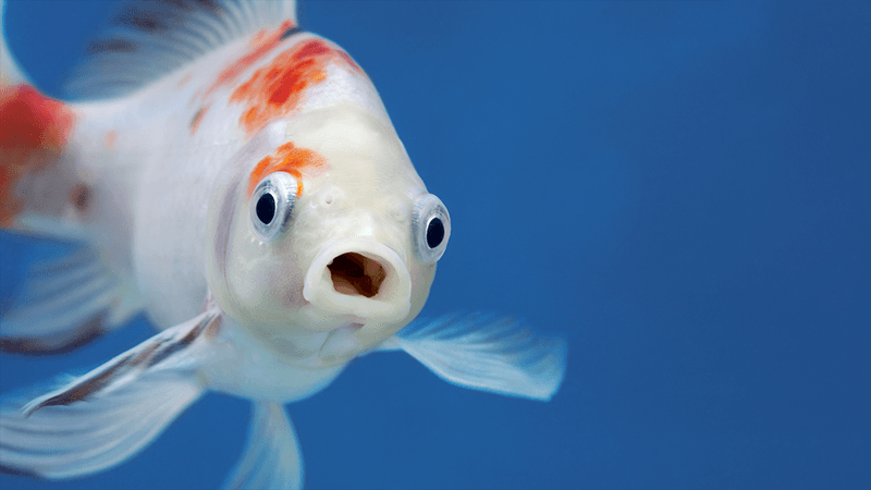 A fish with wide open mouth and big eyes in fishtank, Surprised, shocked or amazed face front view
