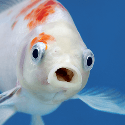 A fish with wide open mouth and big eyes in fishtank, Surprised, shocked or amazed face front view