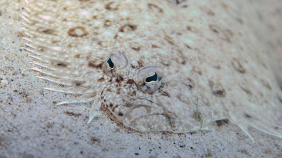 flatfish with two eyes on one side of its head