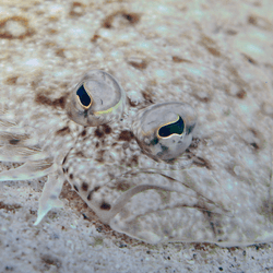 flatfish with two eyes on one side of its head
