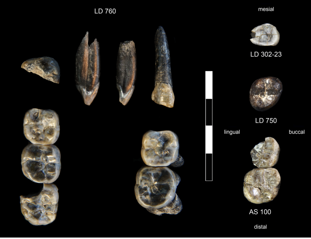 The 13 fossil teeth collected in the Ledi-Geraru Research Area from 2015-2018.