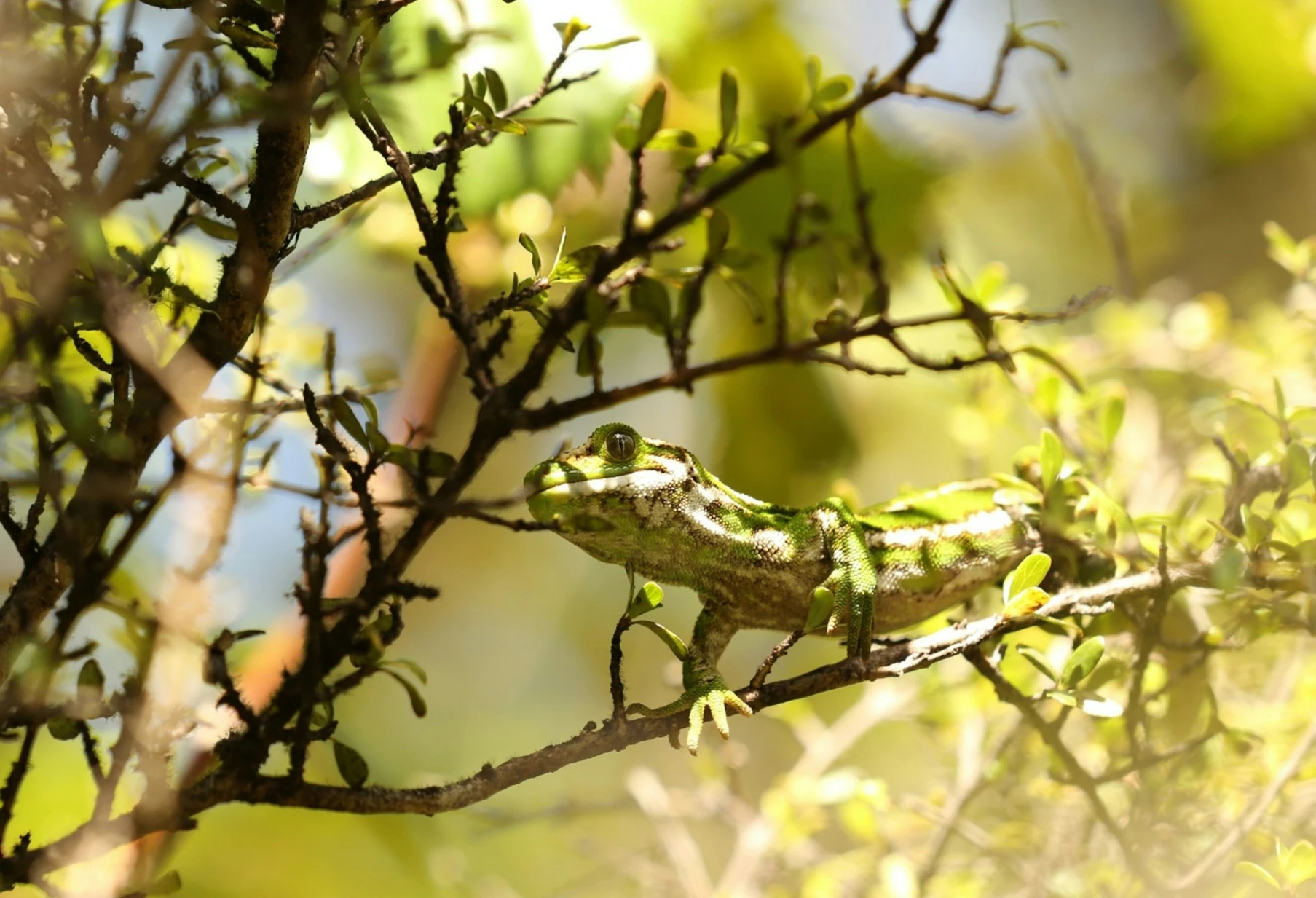 A jewelled gecko hides in the dappled light of a tree