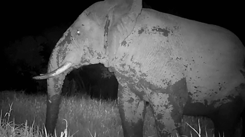 a ghost elephant on camera trap in senegal