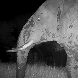a ghost elephant on camera trap in senegal