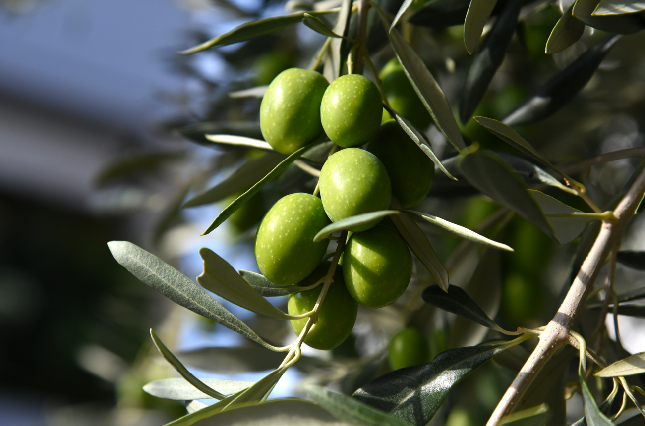 Green, unripen olives hanging on a tree branch.