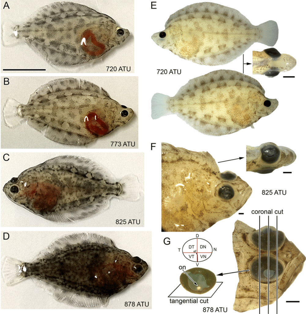 Developmental stages of Atlantic halibut examined illustrating eye migration