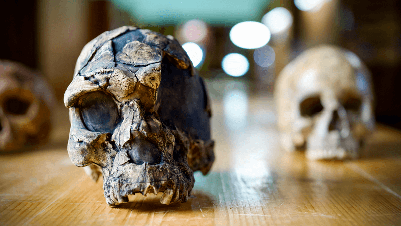 herto 1 skull next to modern human skull