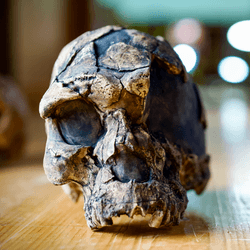 herto 1 skull next to modern human skull