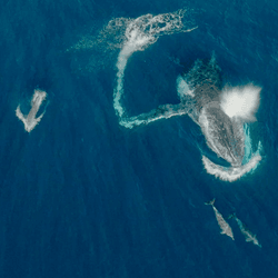 Two large humpback whales swim at the surface with three dolphins 