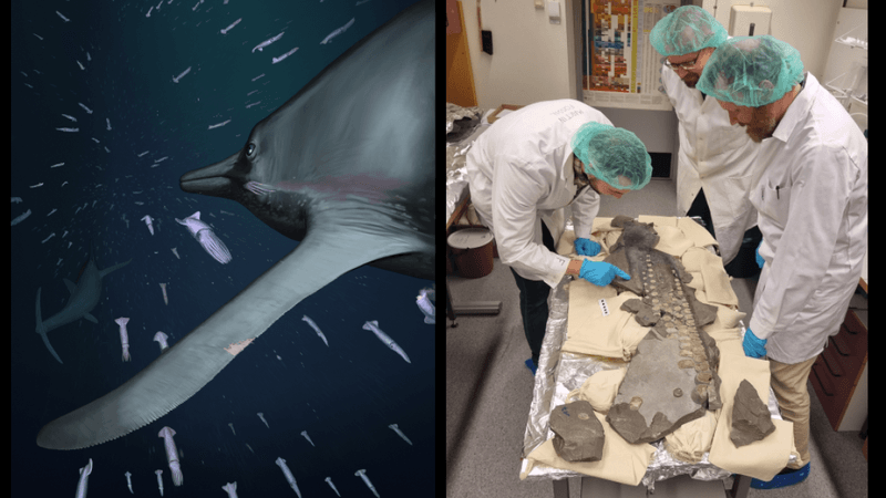 illustration of ichthyosaur swimming, scientists looking at first-ever soft tissue fossil for these animals