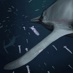 illustration of ichthyosaur swimming, scientists looking at first-ever soft tissue fossil for these animals