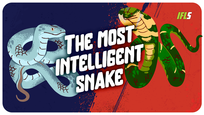 Two snakes head to head