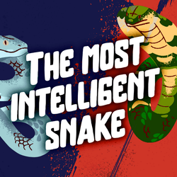 Two snakes head to head