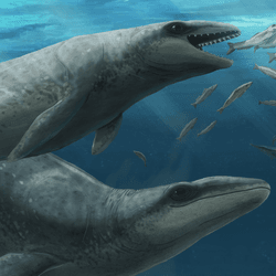 Janjucetus dullardi calf and mother