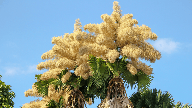 talipot palm in bloom producing the largest inflorescence in the world