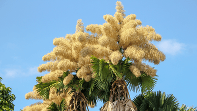 talipot palm in bloom producing the largest inflorescence in the world
