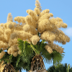 talipot palm in bloom producing the largest inflorescence in the world