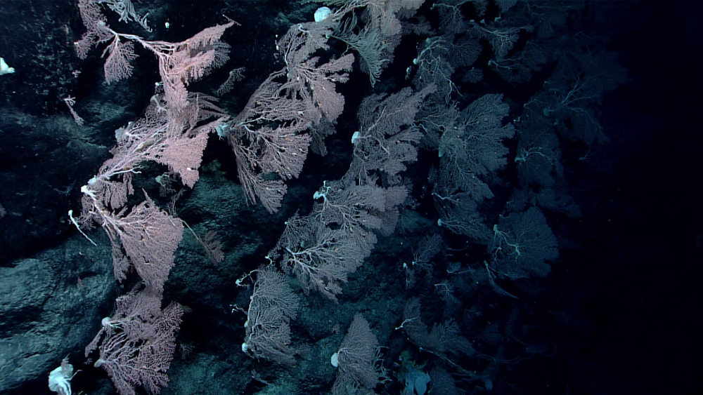 At a depth of 2,040 meters (6,693 feet), the team encountered a solitary dike that formed a vertical wall, the up-current side of which was home to numerous large Hemicorallium and Primnoid corals.