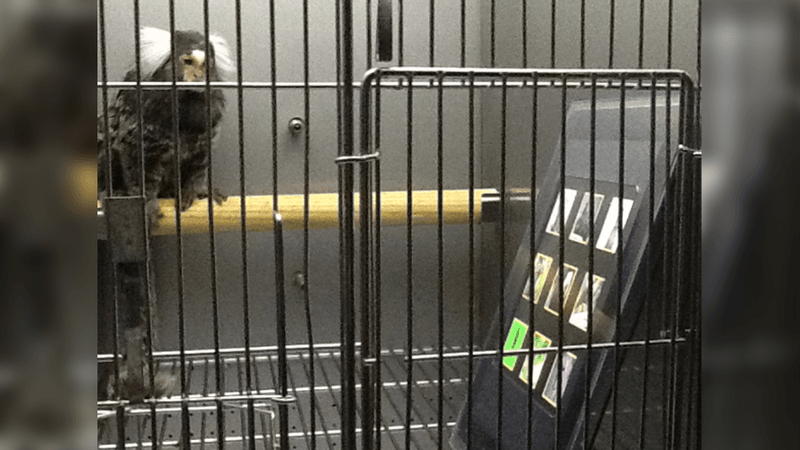Common marmoset in a cage looking at an iPad