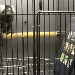 Common marmoset in a cage looking at an iPad