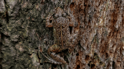 A frog is barely distinguishable from the bark of the tree is rests on/ 