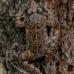 A frog is barely distinguishable from the bark of the tree is rests on/ 