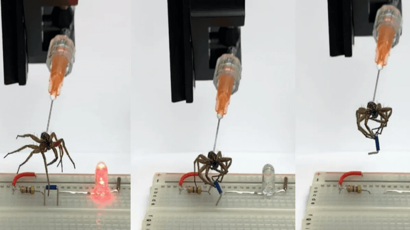 Rice University mechanical engineers have found a way to convert the bodies of deceased spiders into necrobotic grippers. Here, a gripper is used to lift a jumper and break a circuit on an electronic breadboard, turning off an LED.