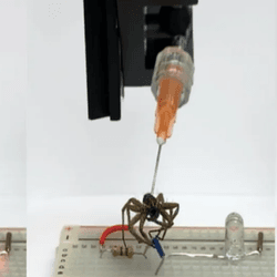 Rice University mechanical engineers have found a way to convert the bodies of deceased spiders into necrobotic grippers. Here, a gripper is used to lift a jumper and break a circuit on an electronic breadboard, turning off an LED.