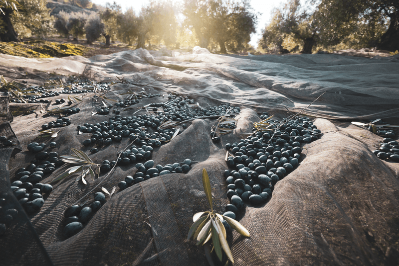 Naturally black and fully ripe olives basking in the Mediterranean sun.