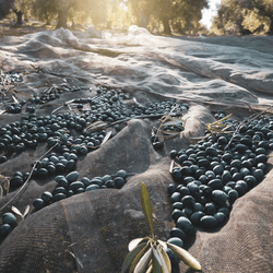 Naturally black and fully ripe olives basking in the Mediterranean sun.