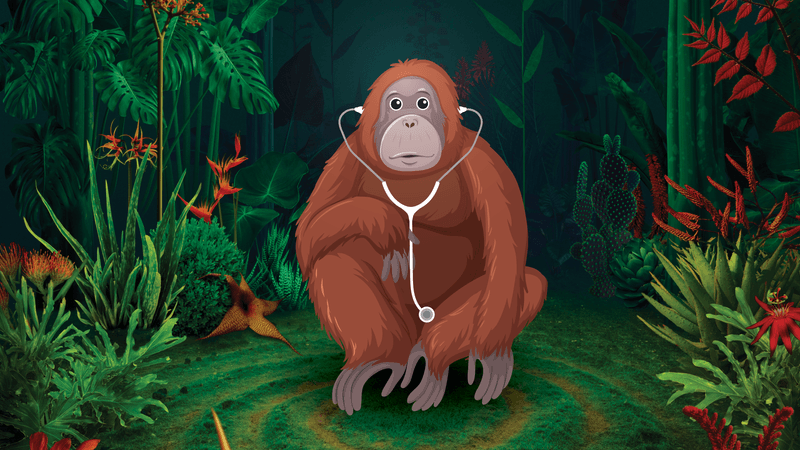 Orangutan in the jungle with a stethoscope