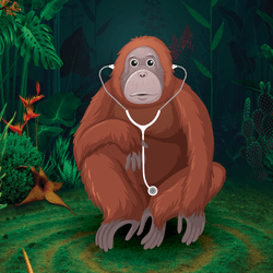 Orangutan in the jungle with a stethoscope