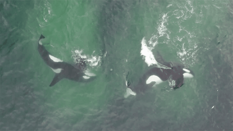 Two orcas next to each other. One orcas is performing a tail strike underwater while the other moves it body to block the escaping fish.