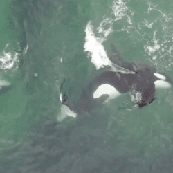 Two orcas next to each other. One orcas is performing a tail strike underwater while the other moves it body to block the escaping fish.