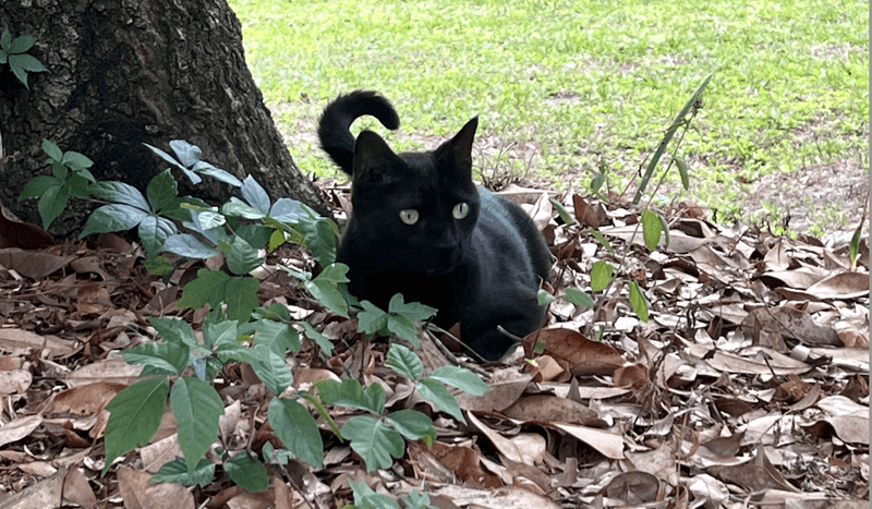 Pepper, a black cat, outside in a park surrounded by leaves and grass.