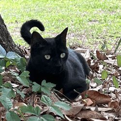 Pepper, a black cat, outside in a park surrounded by leaves and grass.
