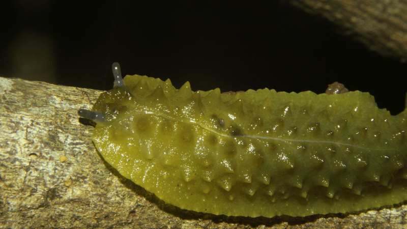 a pickle slug on a log