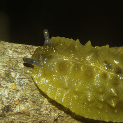 a pickle slug on a log