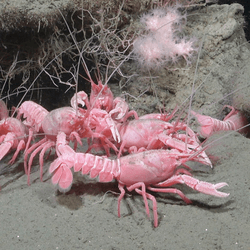 Patagonian lobsterette Thymops birsteini (unconfirmed) are crustaceans found on the continental shelf around South America, particularly in the Argentine Sea. 