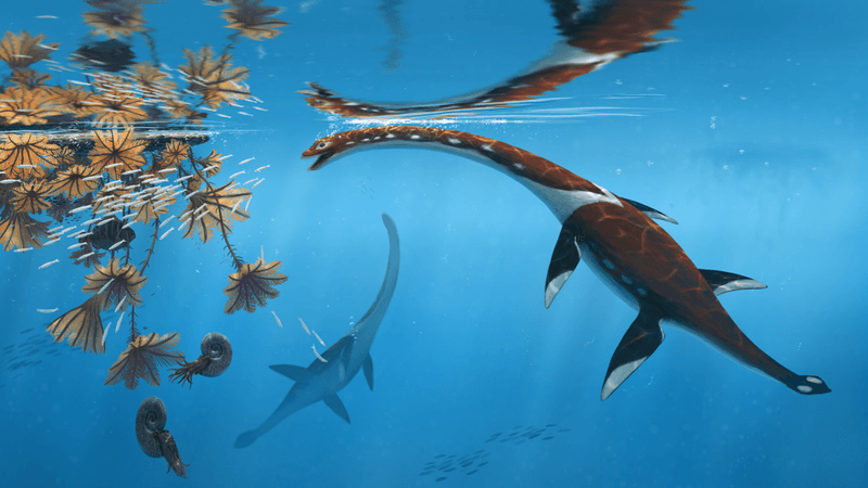 life reconstruction of Plesionectes longicollum 