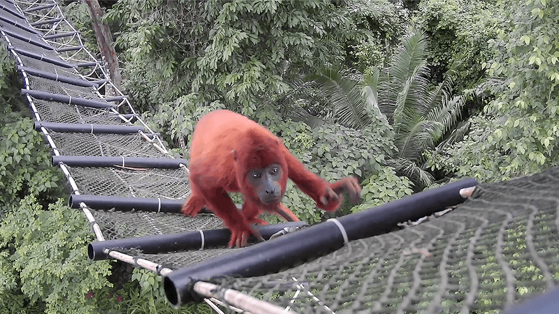 A beautiful red howler monkey climbs up an artificial bridge in the treetops of Peru.