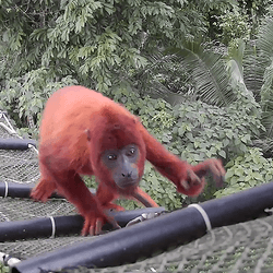 A beautiful red howler monkey climbs up an artificial bridge in the treetops of Peru.