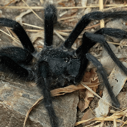 Big black tarantula species with long legs and a hairy body.
