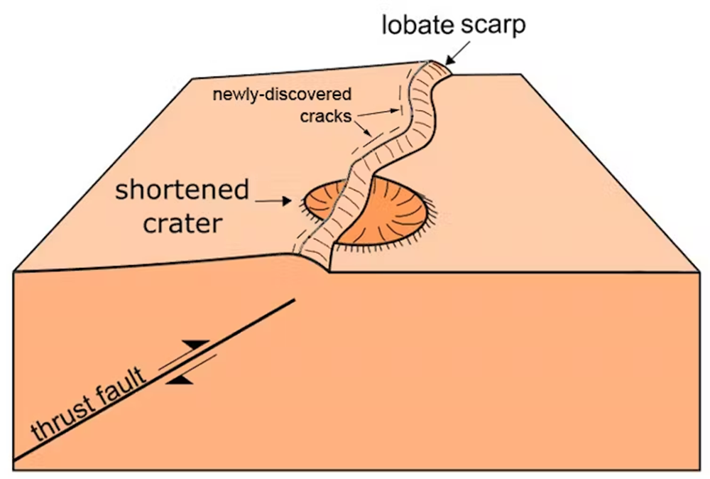 A diagram of a thrust fault on Mercury causing shortened craters. A diagram of a thrust fault on Mercury causing shortened craters.